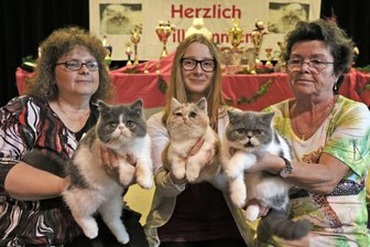 Etwa 1000 Besucher kommen zur Katzenschau in Thurmer Festscheune - Leonie Baumgärtel (Mitte) präsentiert gemeinsam mit ihrer Mutter Dana (links)und der Vereins-Chefin der "Mülsener Samtpfötchen", Dagmar Fritzsche, die Publikumslieblinge Amigo, Ayla und Amadeus vom Schlemmereck.