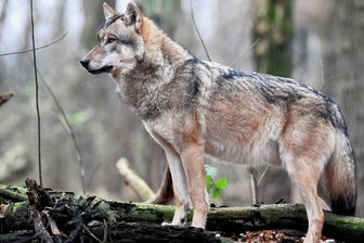 EU-Parlament stellt strengen Schutz für Wölfe auf Prüfstand - Streng geschützt, aber wie lange noch? Das Europaparlament fordert die Kommission auf, den Wolfsschutz zu überprüfen.