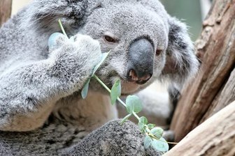 Eukalyptus für Oobi-Ooobi - Zoo Leipzig eröffnet Koala-Haus - Oobi-Ooobi im neuen Koala-Haus des Leipziger Zoos.