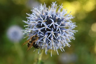 Europäische Union fördert lokale Projekte: 3000 Euro für Burgstädter Jugendstadtrat - Insekten freuen sich über blühende Pflanzen, wie etwa über diese Kugeldistel.