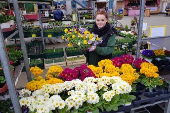 Europäischer Bauernmarkt in Plauen ist eröffnet - Die Gärtnerei Tröltzsch aus Oelsnitz hat unter anderem bunte Frühjahrsblüher im Angebot.