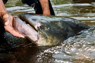 Europäischer Wels ist der Fisch des Jahres: Warum er bei Anglern aus dem Vogtland so unbeliebt ist - Der Wels ist der größte Süßwasserfisch in Deutschland – und kann durchaus über 60 Kilogramm auf die Waage bringen.