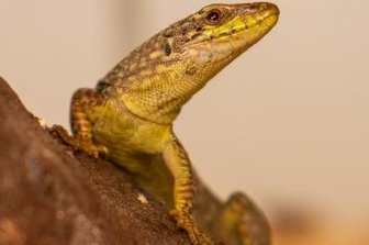 Exot taucht in Obstkiste auf - Diese Mauereidechse hat erst einmal im Plauener Tierheim ein neues Zuhause gefunden.