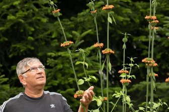 Exoten aus zwei Kontinenten wachsen - Roman Kopalla konnte in diesem Jahr in seinem Garten unter anderem das Afrikanische Löwenohr bestaunen.