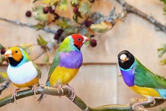 Exoten bringen Leben in die Stadthalle - Zur Großen Vogelschau und zur Sächsischen Landesmeisterschaft wurde in die Stadthalle Oelsnitz eingeladen. Nicht nur zur Bewertung, sondern auchzur Bereicherung der Schau zeigte der Oelsnitzer Andre Müller verschiedene Amadinen.