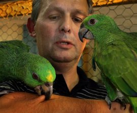Exoten-Zucht erfordert Zeit und viel Geduld - 
              <p class="artikelinhalt">Frank Unger präsentierte zur Ziergeflügel- und Exotenschau in Bernsbach zwei zahme Gelbnacken-Amazonen. Einer der Vögel bedankte sich für die Ehre, Fotomodell spielen zu dürfen, auf seine Weise... </p>
            