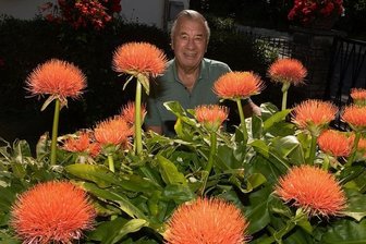 Exotische Blutblume gedeiht auch im vogtländischen Sommer - Die Garten-Exoten in Wolfgang Budigs Reich sind diese Blutblumen.