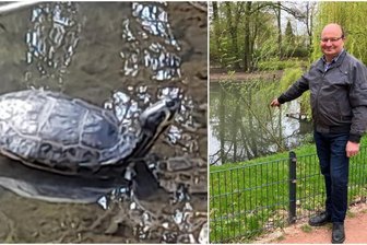 Ullrich Drechsel aus Mittweida hat am Schwanenteich eine Wasserschildkröte entdeckt. Eine Biologin ist deswegen alarmiert.