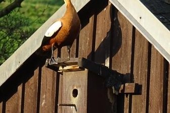 Exotische Vögel auf Höhlensuche - Rostgänse haben am Freitagmorgen in Bernsgrün für Aufsehen gesorgt.