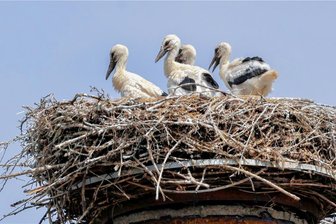Experte: In Region Zwickau zeichnet sich ein sehr gutes Storchenjahr ab - Gleich vier Störche wachsen im Nest in der Waldenburger Altstadt heran. 