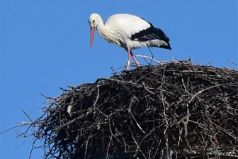 Experte lädt zu Brutvögel-Vortrag ins „Beierleins“ in Callenberg - Ob der Storch mit seinem Nest im Chemnitzer Stadtteil Wittgensdorf im Vortrag eine Rolle spielt, wird sich am Donnerstag zeigen.