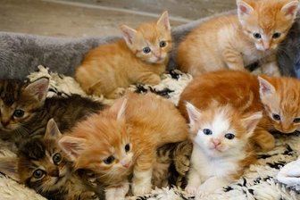 Experten fordern Maßnahmen gegen die "Katzenflut" - Die sieben bunten Geschwister gehören zu den insgesamt 30 Katzen, die derzeit im Tierheim Langenberg versorgt werden.