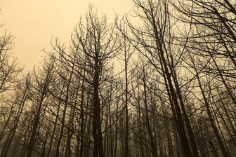 Experten-Forum beim Sächsischen Wandertag: Klimawandel ist ein Thema - Auch die Wälder im Erzgebirge leiden unter zunehmender Wärme und Trockenheit.