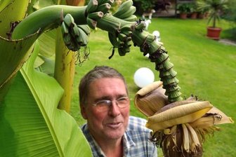 Experten plaudern aus dem Nähkästchen - Die Überraschung: Mit diesem in hiesigen Breitengraden eher seltenen Anblick überzeugte Tino Opitz aus Geringswalde die Jury: Eine Bananenstaude, die einen Fruchtstand ausgebildet hatte. Einer der Gründe dafür: Der sonnenreiche Sommer mit den hohen Temperaturen.