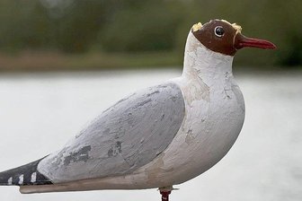 Experten rätseln: Warum brüten bedrohte Lachmöwen nicht auf dem Stausee Glauchau? - Die extra installierte Attrappe hat keine Lachmöwen zum Bleiben animiert, ist aber von anderen Vögeln am Kopf attackiert worden.
