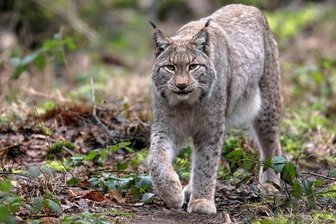 Experten sprechen über den Luchs - Zu zwei Vorträgen über den Luchs wird in die Naturschutzstation im Riedelhof in Eubabrunn eingeladen.