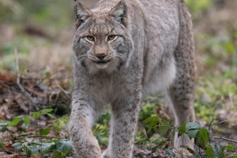 Experten sprechen über den Luchs - 