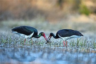 Expertenrunde zu Großvögeln in Hohenstein-Ernstthal - Zwei Schwarzstörche haben schulbuchmäßig einen Frosch als Futter erbeutet.