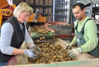 Menschen beim Kartoffelsortieren