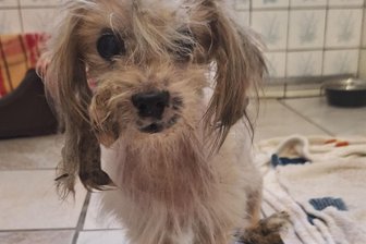 Extremer Fall von Tierleid im Erzgebirge: Tierheim nimmt stark verwahrlosten Hund aus Stadtgebiet auf - Seit Kurzem wird der kleine Rüde im Tierheim „Neu-Amerika“ versorgt.