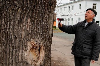 Fällen oder Erhalten - die Entscheidung über einen Baum fällt nicht nur Neumark schwer - Diese Eiche an der Ecke Auenstraße/Mühlenweg kann stehen bleiben, obwohl es im Inneren eine Faulstelle gibt. Eine erste Diagnose stellte Siegfried Kluge mit dem Baumhammer.