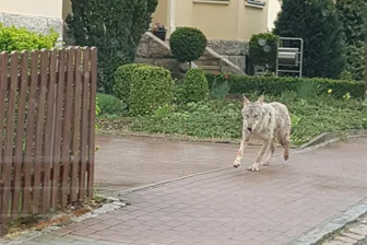Facebook-Debatte: Hat ein Wolf ein Reh bei Königswalde gerissen? - Zu Ostern 2020 rannte ein junger Wolf durch die Crimmitschauer Innenstadt.