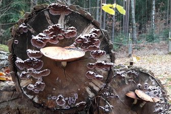 Fachleute führen durch das Naturschutzgebiet Steinicht bei Plauen - Totholz wird im Steinicht von Pilzen zersetzt.