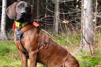 Fährtenhund spürt Kuh-Herde auf - Normalerweise spürt Ayk als Nachsuchehund verletztes Wild auf, das sich im Unterholz versteckt - Haustiere soll er ignorieren. Doch jetzt fand er sechs geflüchteten Kühe.