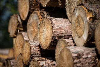 Fällarbeiten in Herlasgrün geplant - Vier Bäume müssen an der Christgrüner Straße weichen.