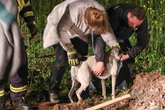 Falkenau: Feuerwehr rettet Hund aus Wasserrohr -