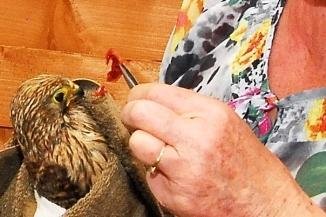 Falkenjunges Fridolin ist ein Mädchen - Christine Grzelka füttert den Turmfalken Fridolin. Der entpuppte sich als Mädchen.
