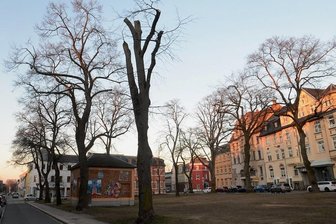 Falkenstein: Rathaus weist Kritik an Baumschnitt zurück - Besonders eine der Linden (vorn) wurde radikal gekürzt - doch dafür gab es gute Gründe, erklärt die Stadtverwaltung auf Nachfrage.