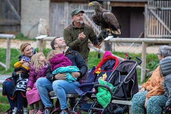 Falknerei Herrmann zeigt noch bis Sonntag ihre spektakulären Flugschauen in Plauen -