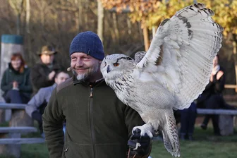 Falknerei in Plauen startet in die neue Saison - Hans-Peter Herrmann lässt lautlose Jäger auch knapp über Zuschauerköpfe fliegen.