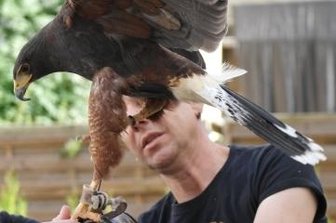 "Falknerei ist ein Naturerbe" - Ist Wüstenbussard-Dame Ria ausgewachsen, kann die Spannweite der Flügel über einen Meter betragen.