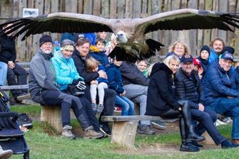 Falknerei steuert auf das Saisonfinale zu -