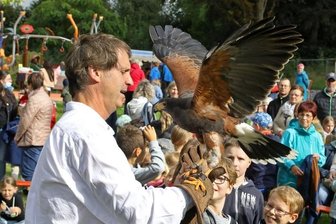 Falknerschau zum Herbstfest -