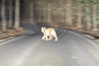 Familie begegnet nahe der Sächsischen Schweiz einem seltenen Raubtier - Dieser Schnappschuss gelang jetzt einer tschechischen Familie nahe der Sächsischen Schweiz.