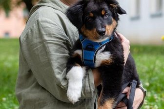 Familienhebamme mit Hund -
