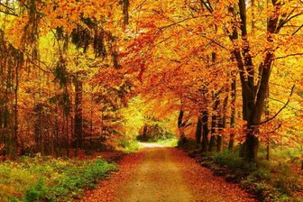 Farbenfrohe Szenerie im Wald - 