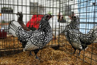 Farbenfrohes Federnspektakel in Lunzenau: Rassegeflügelausstellung öffnet Türen - Mehr als 250 Tiere, darunter Hühner, Enten und Gänse, sind am 30. November und 1. Dezember in Cossen zu sehen.