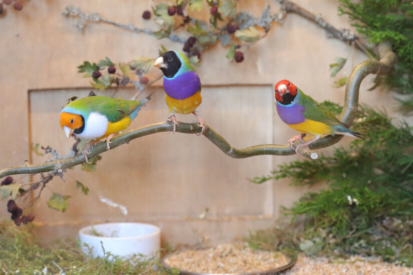 Farbenprächtige Vögel zwitschern erstmals in der Stadthalle Oelsnitz - Gouldamadinen begeistern die Besucher durch ihre Farbenpracht.