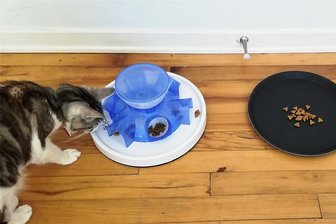 Faulpelze? Warum Forschende in den USA 17 Katzen zum Test-Fressen einluden - Der Test: Erst knobeln oder lieber gleich fressen?