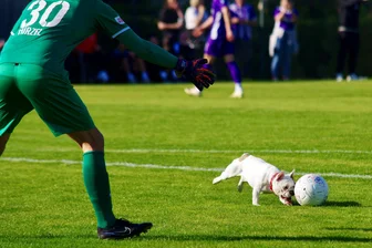 FC Erzgebirge Aue im Trainingslager: Wenn ein Hund für eine Spielunterbrechung sorgt - Der FC Erzgebirge Aue testete am Freitag gegen den FC Aarau. Ein Hund wollte auch mitspielen.