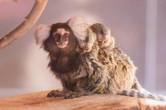 FCE-Fußballer werden Tierpaten im Zoo der Minis - 