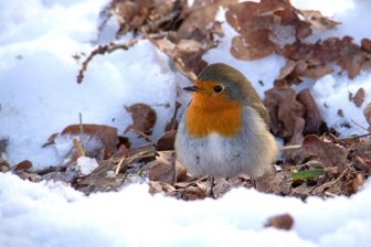 Fehlen in Westsachsen derzeit die Vögel? - Das Rotkehlchen kann mit dem nötigen Glück auch im Winter beobachtet werden.