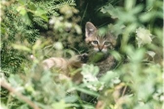 Feiertage: So haben Museen, Tierpark, Botanischer Garten in Chemnitz geöffnet - Katzennachwuchs gab es im Wildgatter Oberrabenstein im Sommer.
