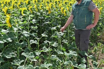 Felddiebstahl ist kein Kavaliersdelikt - Der Familienbetrieb Stiegler aus Callenberg hat in diesem Jahr zum ersten mal 22 Hektar Sonnenblumen angebaut. Doch auch wenn das schön aussieht: Es ist kein Blumenfeld zum Selberpflücken.