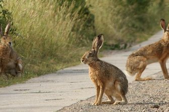 Feldhasen im Trio unterwegs - 