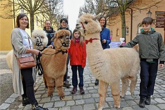 Felix, Snow und Lillit: Zum Frühlingsstart in Lichtenwalde kamen drei flauschige Ehrengäste -  Anna und Anton durften die Alpakas Snow, Felix und Lillit von Ute Einenkel (l.) streicheln. 